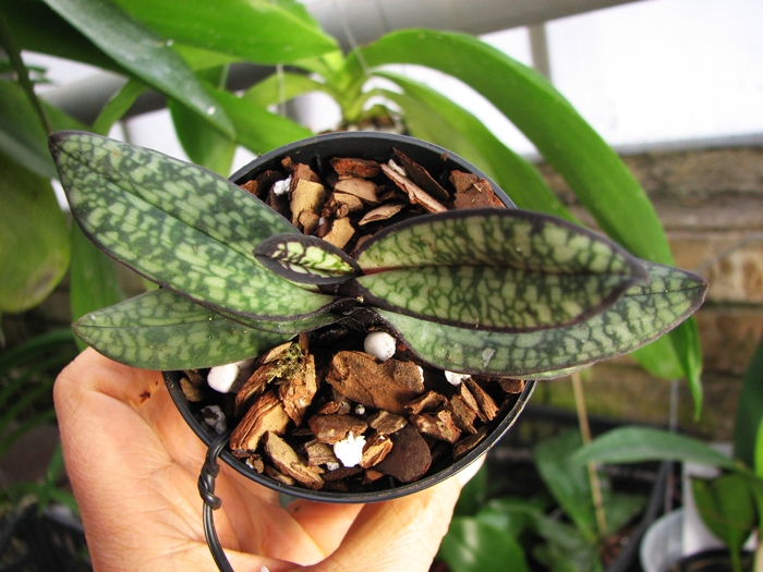 Paphiopedilum delenatii fma vinicolor.jpg
