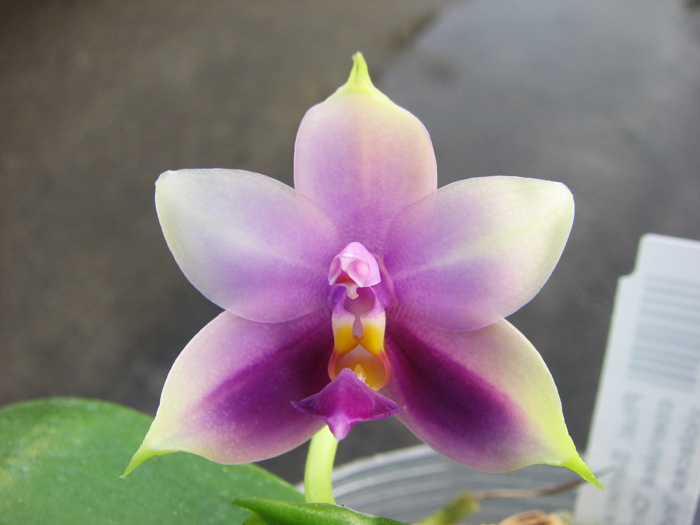 Phalaenopsis Samera 'Blue'.jpg