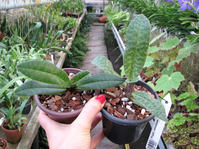 Paphiopedilum venustum.JPG