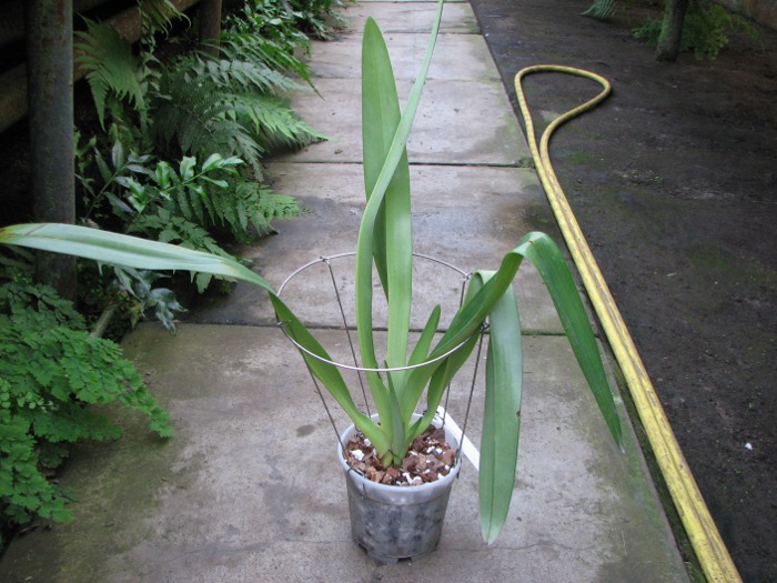 Paphiopedilum rothschildianum.JPG
