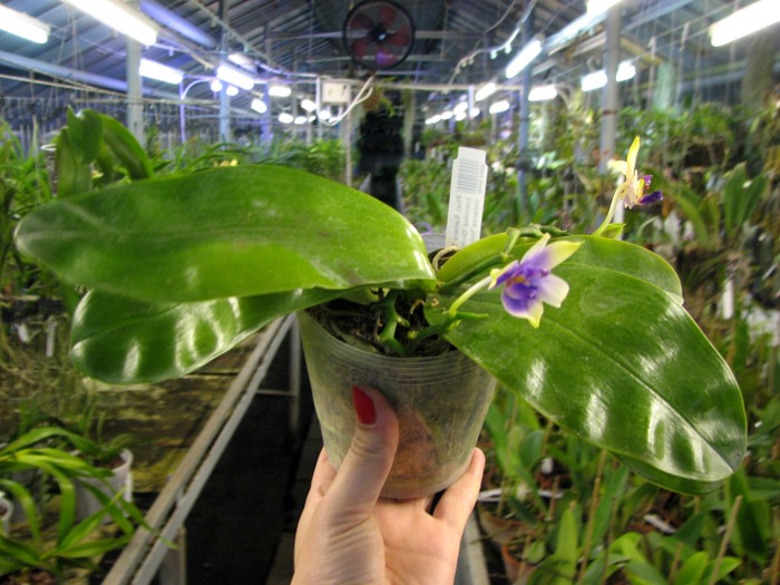 Phalaenopsis Samera 'Blue'.JPG