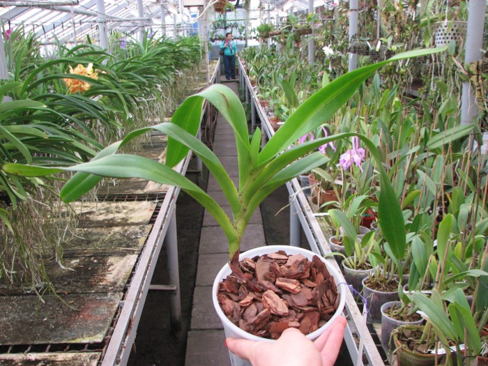 Aerides lawrenciae var. sanderiana.JPG