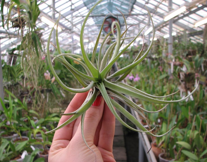 Tillandsia brachycaulos 'Giant Pink'.JPG
