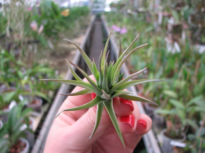 Tillandsia aeranthos Bronze.JPG