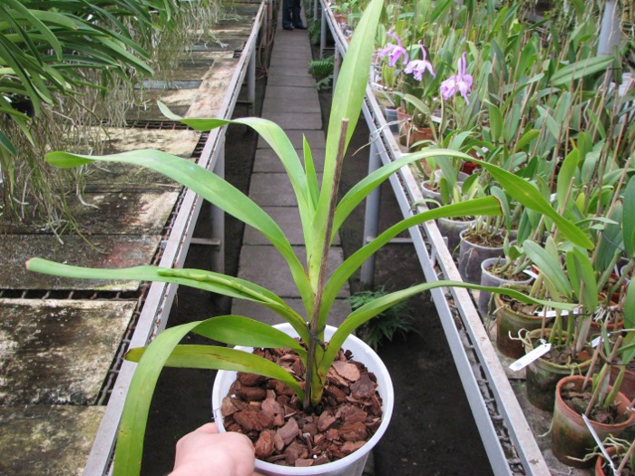 Aerides lawrenciae.JPG