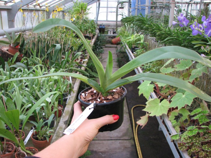 Paphiopedilum philippinense.JPG
