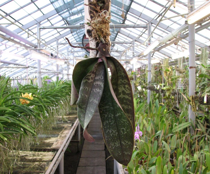 Phalaenopsis schilleriana.JPG