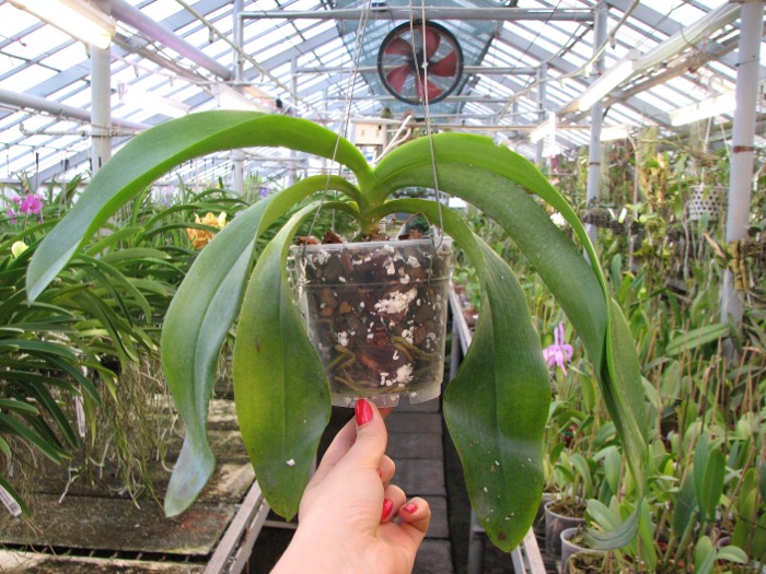 Phalaenopsis Joey (gigantea x lueddemanniana).JPG