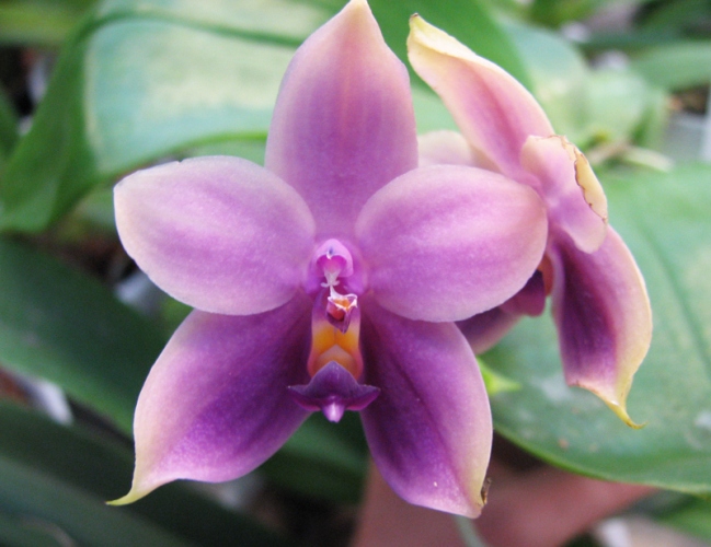 Phalaenopsis%20Samera%20'Blue'.jpg