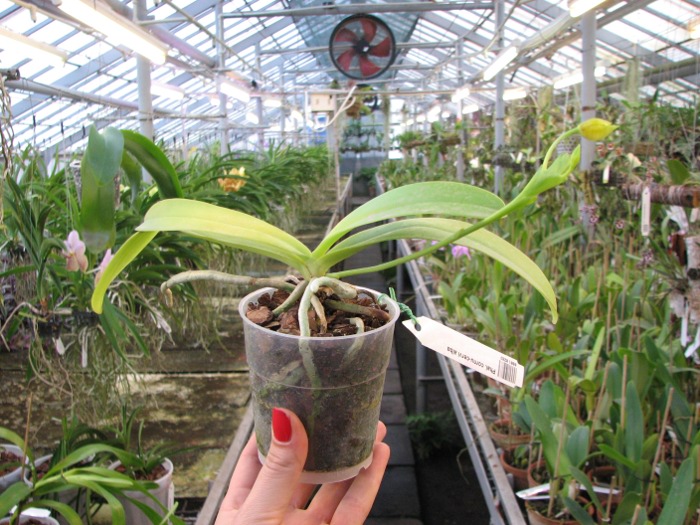 Phalaenopsis cornu-cervi alba.JPG