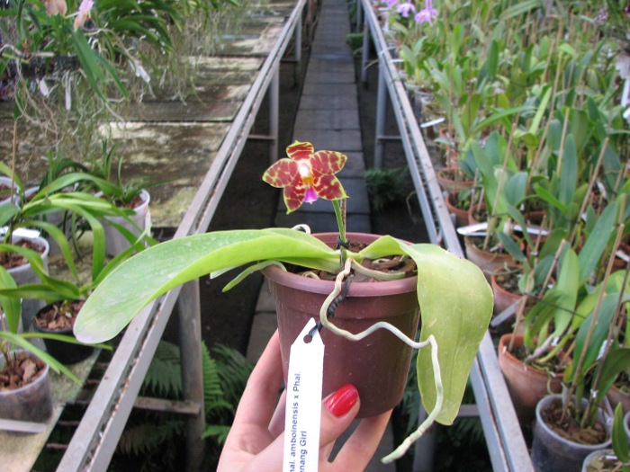 Phalaenopsis amboinensis x Phalaenopsis Penang Girl.JPG