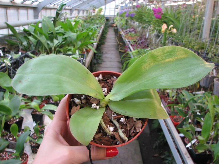 Phalaenopsis Princess Kailuani (violacea x amboinensis).JPG