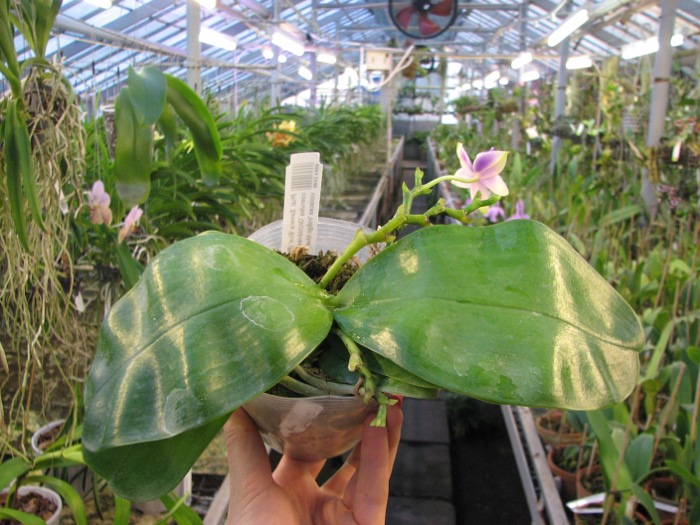 Phalaenopsis Samera 'Blue'.JPG