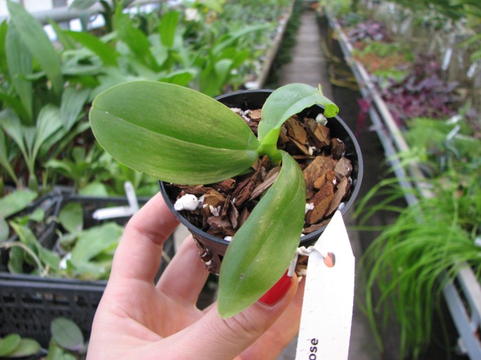 Phalaenopsis Dou-dii Rose.JPG
