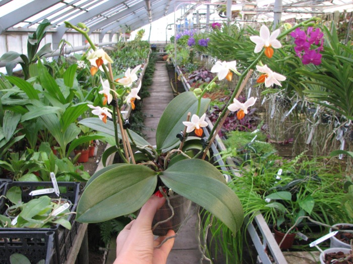 Phalaenopsis Mini Mark 'Maria Teresa'.JPG