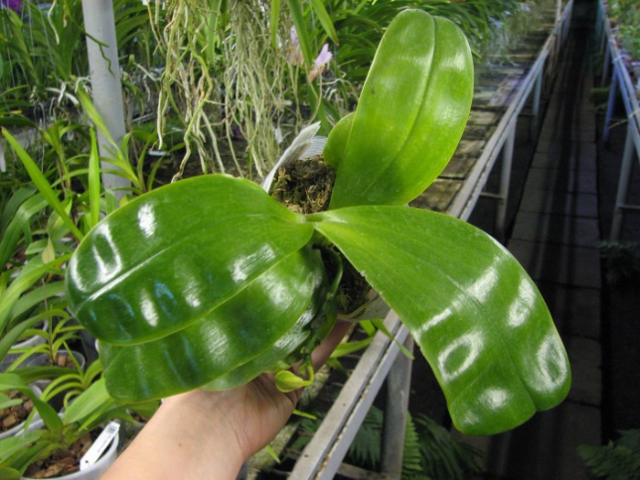 Phalaenopsis Samera 'Blue' .JPG