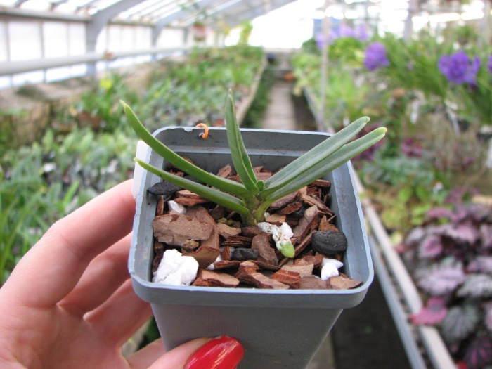 Angraecum didieri.JPG