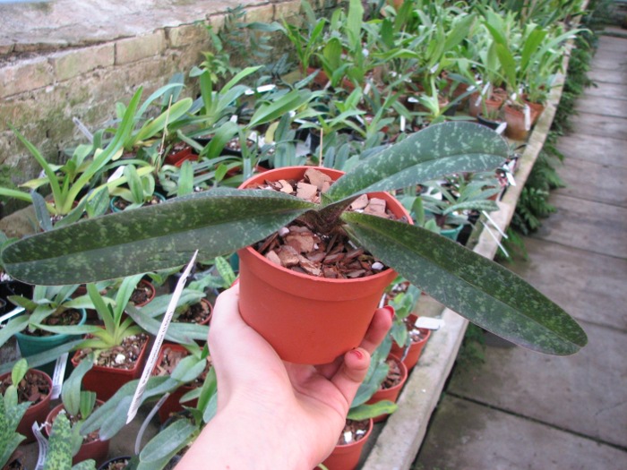Paphiopedilum concolor (1508).JPG