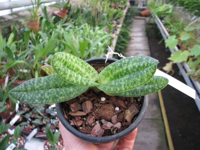 Paphiopedilum delenatii alba.JPG