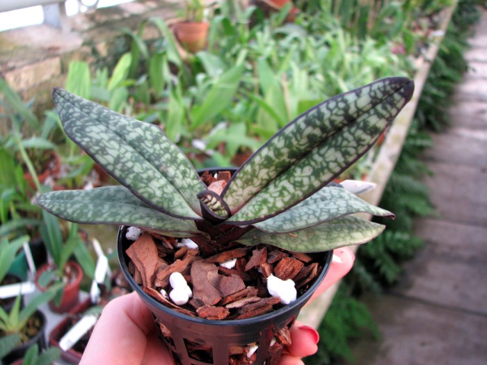 Paphiopedilum delenatii fma. vinicolor.JPG