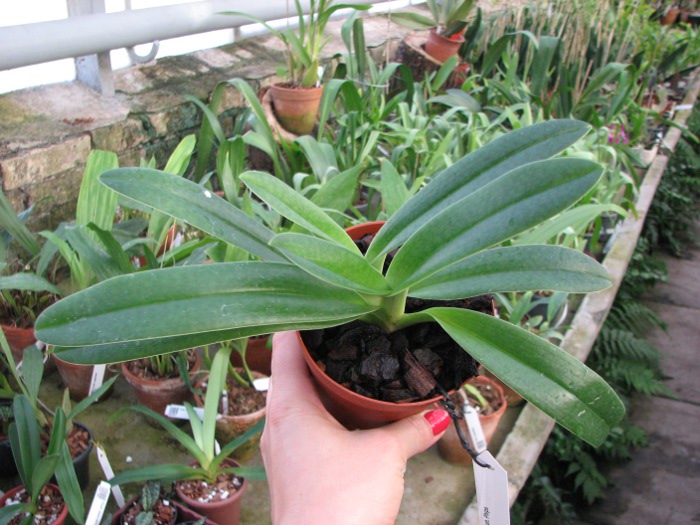 Paphiopedilum Phips.JPG