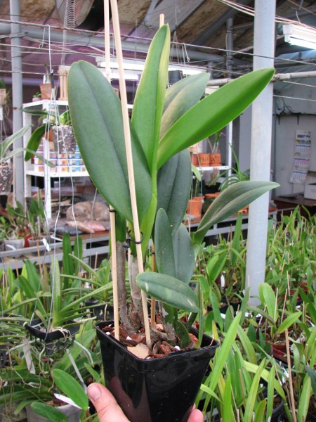 Brassolaeliocattleya Mystic Isles 'Island Mystic' x Brassocattleya Golf Green 'Hair Pig'.JPG