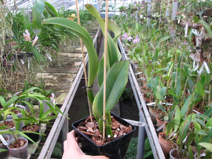 Brassolaeliocattleya Pamela Finney 'Big Bull' x Brassocattleya Golf Pink.JPG