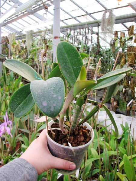 Cattleya violacea2.JPG