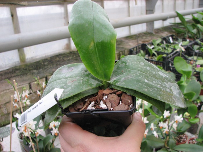Phalaenopsis Samera 'Red'.JPG