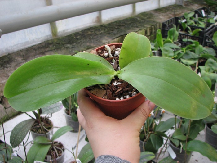 Phalaenopsis Princess Kaiulani 'Miki'.JPG