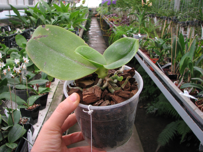 Phalaenopsis Tzu Chiang Chrisna.jpg