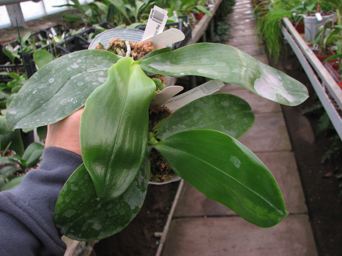 Phalaenopsis Princess Kaiulani 'Miki'.jpg