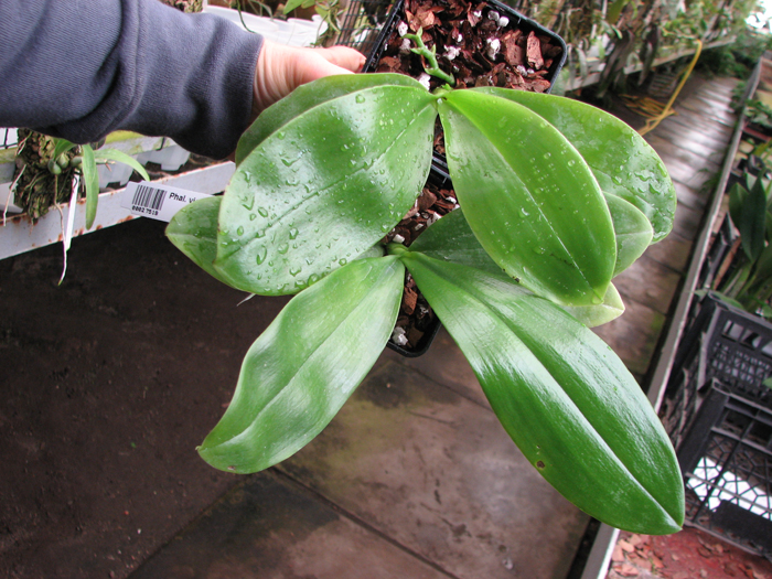 Phalaenopsis violacea 'Red'.jpg