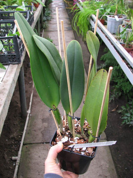 Cattleya Earl 'Imperialis' x Brassolaeliocattleya Ranger Six 'Aok' x Brassavola digbyana 'Mr Pig'.jpg