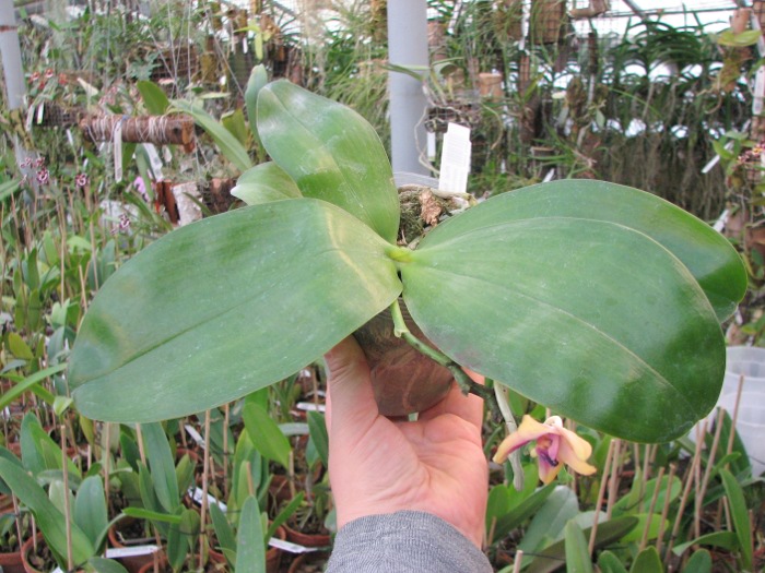 Phalaenopsis Samera 'Blue'.JPG