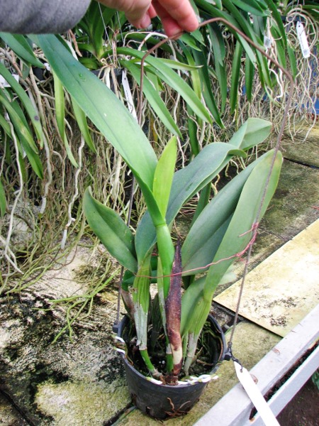 Potinara Haw Yuan Gold 'YC#2' (Pot. Lemon Tree x Blc. Tassie Barbero).JPG
