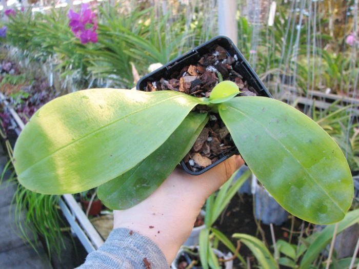 Phalaenopsis violacea 'Red'2.JPG