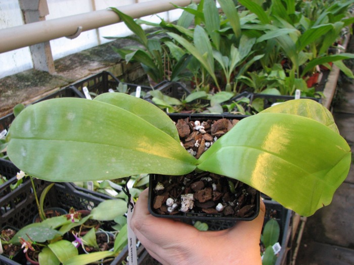 Phalaenopsis violacea 'Red'.JPG