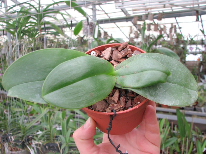 Phalaenopsis Mok Choi Yew (gigantea x violacea)2.JPG