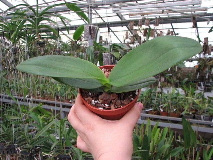 Phalaenopsis Mituo Sun x Phalaenopsis Prima B.B..JPG