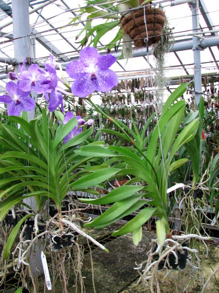 Vanda Sansai Blue.JPG