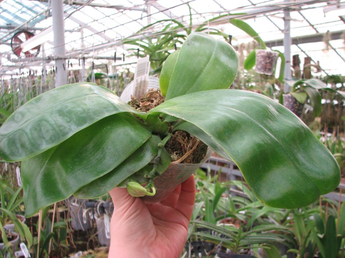 Phalaenopsis Samera 'Blue'4.JPG