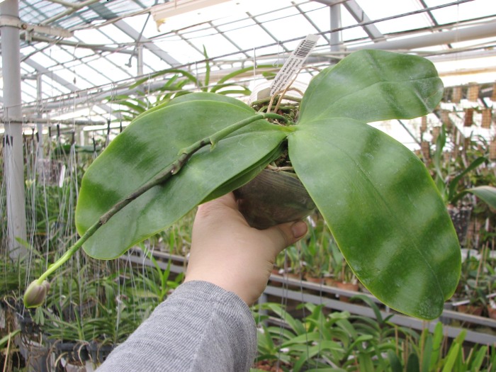 Phalaenopsis Samera 'Blue'3 .JPG