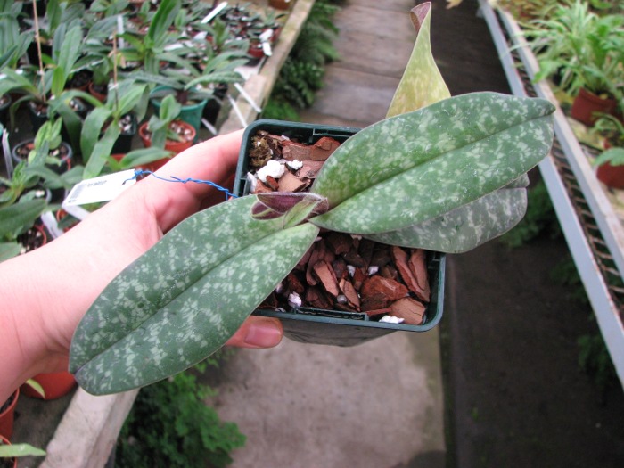 Paphiopedilum bellatulum2.JPG