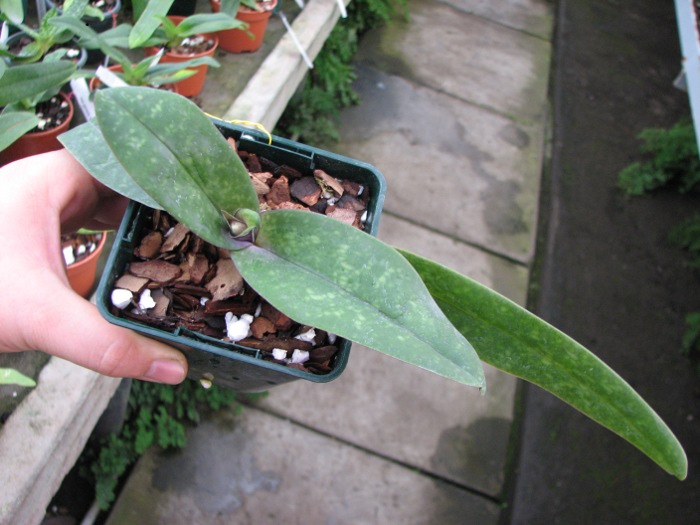 Paphiopedilum bellatulum.JPG