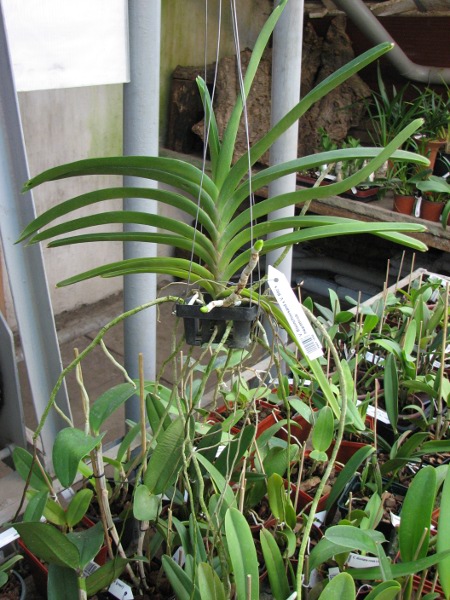 Vanda Boonchoosand x Vanda Bitz's Heartthrob.JPG