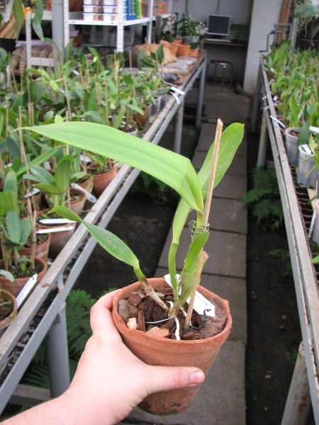 Cattleya Penny Kuroda x Laeliocattleya Amber Penny.JPG