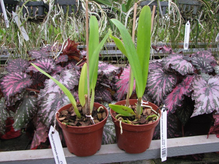 Laelia purpurata werkhauseri striata x SELF.JPG