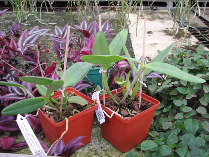 Cattleya intermedia aquini vinicolor 'Formosa' x Cattleya intermedia aquini vinicolor 'Condor'.JPG