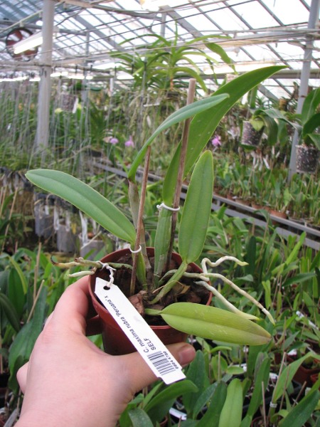 Cattleya maxima rubra 'Peruana' x SELF.JPG